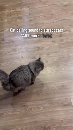 Cat Calling Sound to Attract Cats 😻 | Real Cat Meowing Sound | Cat Voice