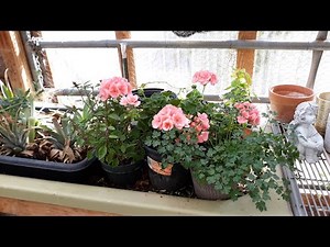 November Greenhouse Update