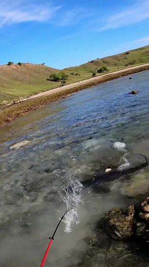 Attacked by Hungry Shark! Next time your food #sharkattack #shark #seafood #fyp
