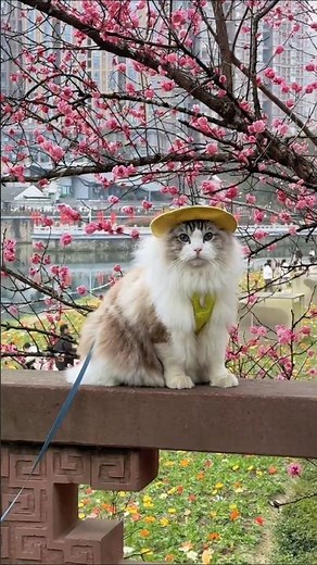 Cute Cat in Cherry Blossom Garden 🌸 | Beautiful Spring Aesthetic Video | Relaxing Cat Moments