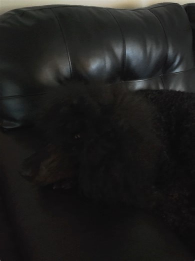 Lost and Found: The Poodle Who Disappeared on the Couch