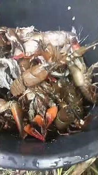 🚨 incroyable, Peche, de l’écrevisse à La nasse au melon ￼ recette facile invasive américaine, ￼￼