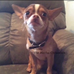 16K views · 2.3K reactions | Crossing de state line…tap or press white arrow | Choco the Macho Chihuahua | Facebook