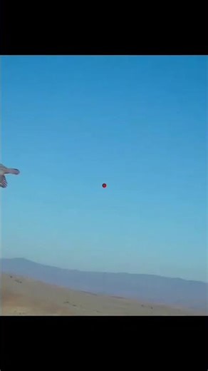 pheasant hunting Beautiful video shot 😃😃😃😃#pheasant hunting #foryou