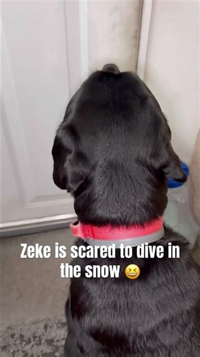 Zeke got scared of the snow ❄️🐾 #zekethegentlegiang #rottweiler #snow #dogshorts #shorts #subscribe