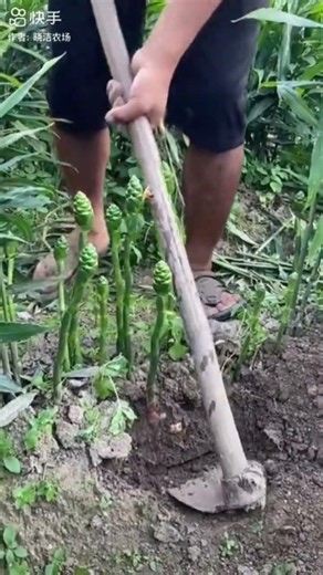 How Farmers Harvest Fresh Ginger #farmingtips #gardeningtips
