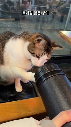 호기심 많은 고양이(담배 피우는 듯한) cafe cat