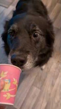 Easy Pup Cups for Nolan's birthday. #dogtreats #easyrecipe