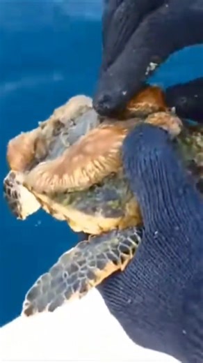 Barnacle Removal from Sea Turtles : Rescue Sea Mammals 🙏: #barnacles #turtlebarnacleremoval #shark