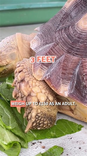 Terrapins VS Tortoises as PETS 🐢 #SHORTS