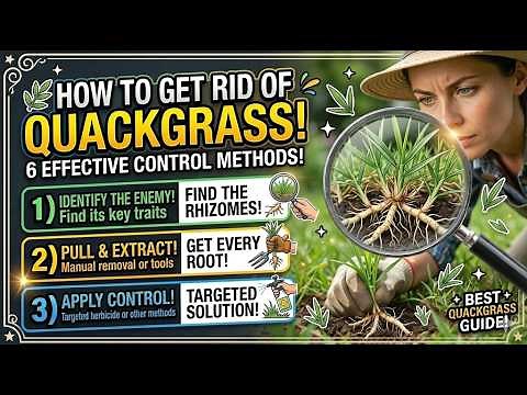 🌿 How to Get Rid of Quackgrass: 6 Effective Control Methods!