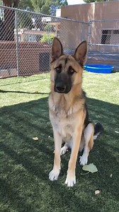 54K views · 3.2K reactions |  URGENT!  Max needs a RESCUE! Max,...