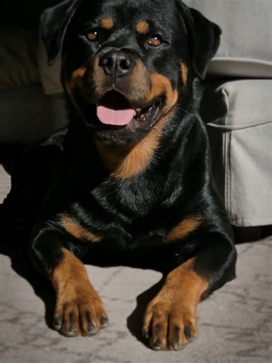 Adorable Rottweilers: Life with Rottweilers