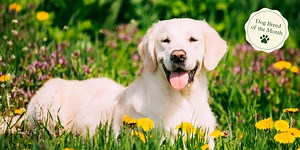 Labrador Retrievers explained: Top 6 questions answered by experts