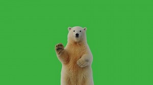 Polar Bear Waving On Green Screen Stock Footage Video (100% Royalty-free) 1090082137 | Shutterstock