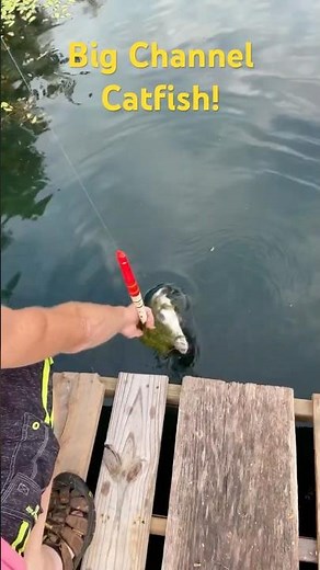 DIY Backyard Catfish Pond - Channel Catfishing in Your Backyard