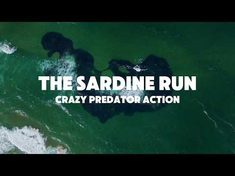 Sardine Run Chaos | Massive Sardine Shoal Under Attack | Sharks and Game Fish Feeding Frenzy