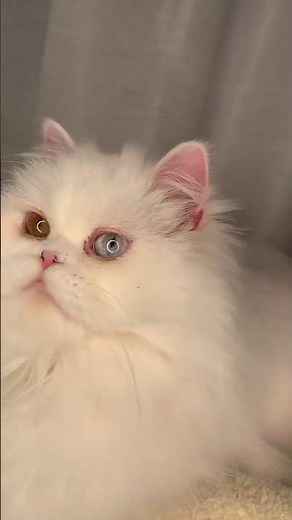 The difference between Persian cats and Angora cats from the face and ears #shorts