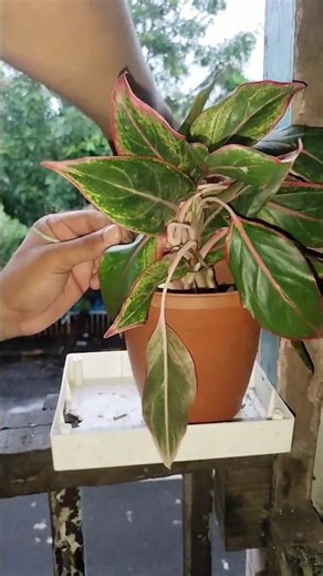 My Plant Was Withered 😭 #shorts