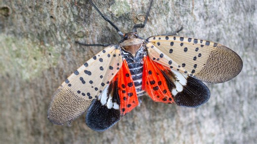 Spotted Lanterflies making a reappearance across the Commonwealth