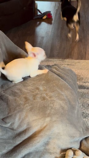 Look who’s finding his sassy pants | Reflection Kennels