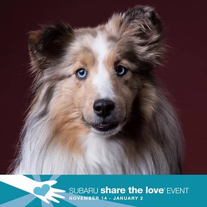 438 reactions · 48 shares | The Subaru Share the Love Event has helped the ASPCA® rescue and protect more than 57,000 pets. Share the love and together we can help improve the lives of animals everywhere. | Subaru of America, Inc. | Facebook