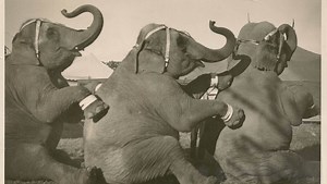 Retro Indy: Modoc the escaped elephant