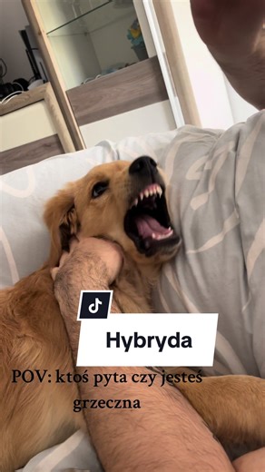 Golden Retriever Puppy Playing with Unique Hybrid Creature