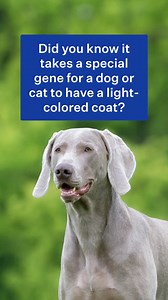 The Dilution variant lessens the intensity of a dog's or cat's coat color. Dilution is a recessive trait, so two copies of the variant are needed in order to see paler coat colors. Some cat breeds, like the Russian Blue or Chartreux, always express the dilution trait. #dna #traits #dogs #cats #dilution #russianblue #weimaraner | Wisdom Panel