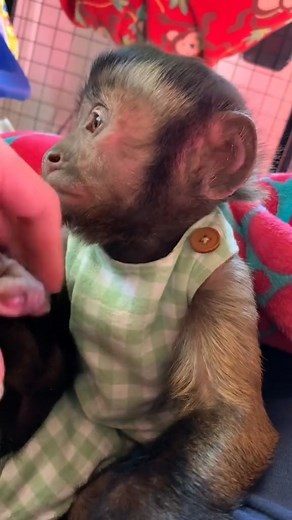 Monkey | Team Monkey