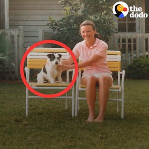 21M views · 309K reactions | Years after this family’s dog passed away, they ran into the people who moved into their old house and heard the most AMAZING ghost story ❤️ | The Dodo | Facebook