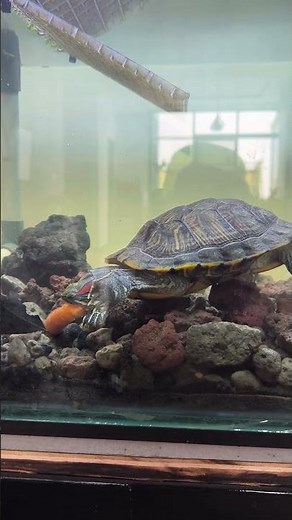 Can Turtle Eats Carrot?! 🐢🥕 | Red-Eared Slider Feeding