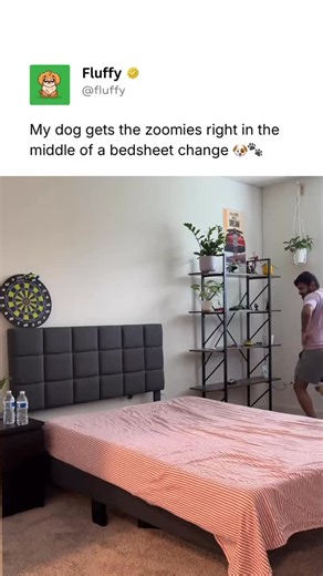 Pubity Pets on Instagram: "@Fluffy posts the best pet content on Instagram daily 🐾 What was supposed to be a quick chore turns into pure chaos when the dog suddenly explodes with zoomies, making the bedsheet change way more entertaining than planned. (🎥: GoldenSimbaLife via ViralHog)"