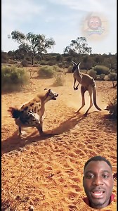 Hyena messed with the wrong kangaroo 🦘 #viralvideochallenge #animallover #fblifestyle #goviral #viralreelschallenge | Real Dignified Tv