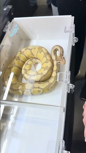 The Most Beautiful Banana Snake You’ll Ever See 🍌🐍