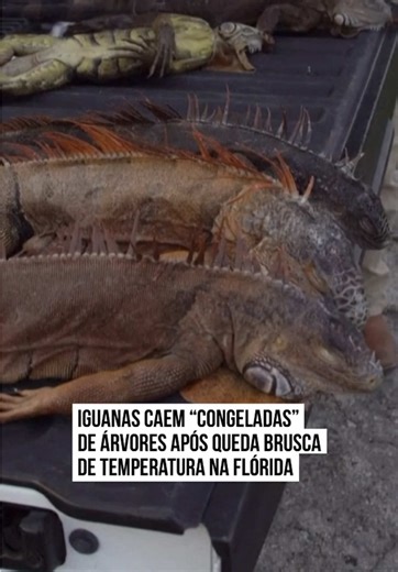 Imagens mostraram #iguanas imobilizadas deitadas na grama e no asfalto sob árvores após uma queda de temperatura na #Flórida, nos #EstadosUnidos. O #frio prolongado pode fazer com que répteis e anfíbios, incluindo as iguanas verdes invasoras, entrem em estado semelhante ao torpor, no qual perdem temporariamente o controle muscular, parecem