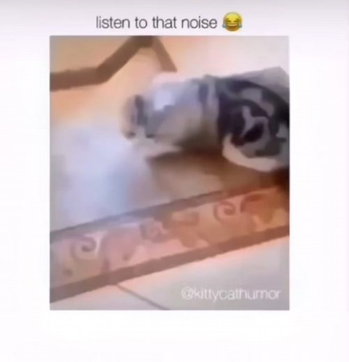 Funny Cat Falling Memes Compilation