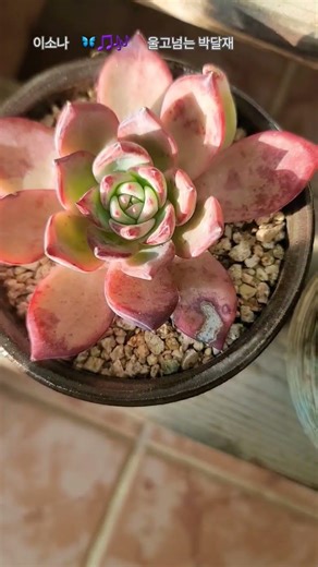 이소나 #울고넘는박달재 #다육이들 #shorts