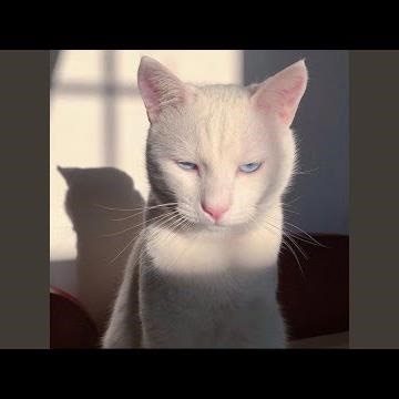 I'm wit Vlo (feat. Vlo)