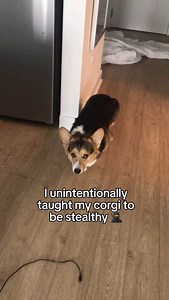 007 corgi | Brady the Tri-Colored Corgi