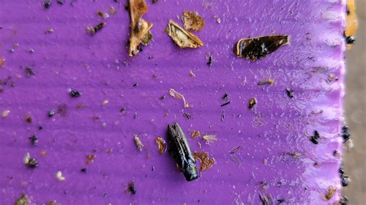 Volunteers needed to collect Oregon ash seeds to help find resistance to emerald ash borer