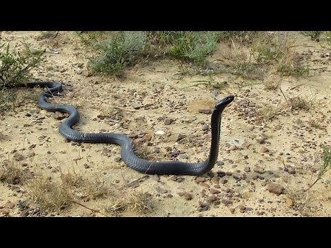 Most Shocking Snake Attacks Caught on Camera | Real Footage You Won’t Believe