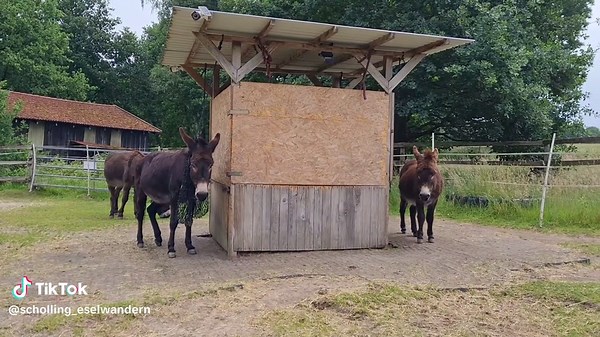#sarkasmus #ironie #donkeyoftiktok #donkey #esel #asino #equestrian #anes #tiere #animalsoftiktok #cute #lustig