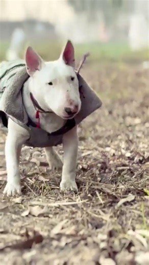 English bull terrier #bullterrier #pitbull #pitbullalbums #pitbullpitbull #pitbullalbums #pets