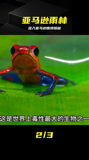 深入亞馬遜雨林腹地全程高能，見證動物世界生存法則 #亚马逊雨林，动物世界，自然探险，热带雨林，野外生存