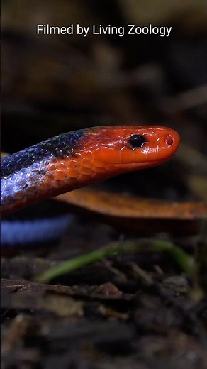 Singapore has a great diversity of snakes