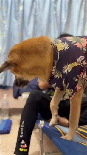 Judy is getting dressed, waiting for the water splashing! #animallife #pets #streetdog #doglife #...