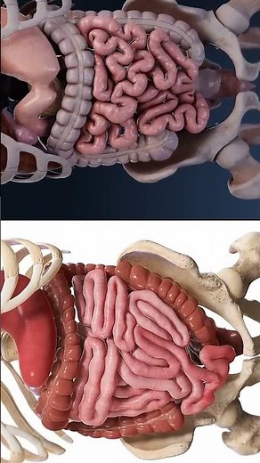 Peristalsis and segmentation: the intricate movements of the gut #anatomy #meded #viral_video