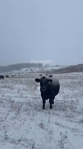 First snowfall of the season❄️ | Rawhide Adventures