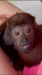 Red howler monkey | Giorgiana Rosas